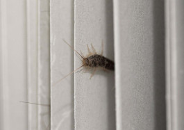 Designed by Fbg students